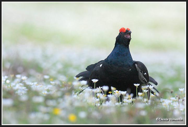 Parade de tétras lyres dans les fleurs